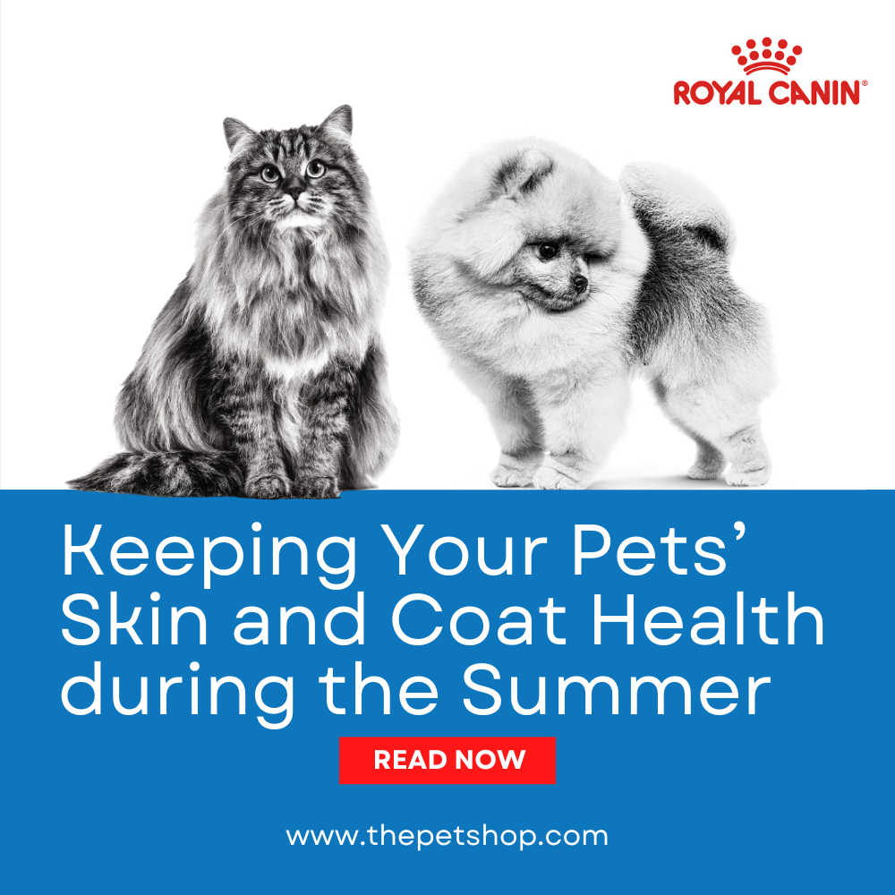 Keeping Your Pets’ Skin and Coat Health during the Summer